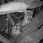 BU_EquinoxZ2_Big-Tree-Cat-More-Tree
