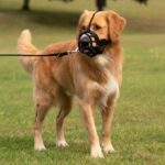 Baskerville_Ultra_On-dog-retriever-standing_Header-Gallery_694x572