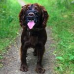 Baskerville_Ultra_On-dog-spaniel-on-walk_Header-Gallery_694x572