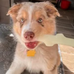 Aussienamedpepper_5