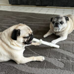 allpuggedout-Spunky-Pup-Dog-Toys_df6f33ac-4ec9-4a45-a94d-48be7c459ade