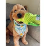 beakerthecorgipoo-Spunky-Pup-Dog-Toys4_3bd525fd-343c-48fd-a078-f920ed4b6a4a