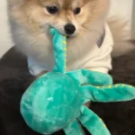 dakotabearthepom-Spunky-Pup-Dog-Toys6