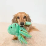 dash_thedoxie-Spunky-Pup-Dog-Toys4