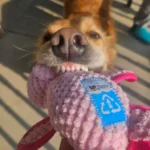 golden_named_boomies-Spunky-Pup-Dog-Toys8_480821cf-f923-44aa-b479-8495a48d349a