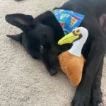jack_the_sleeper-Spunky-Pup-Dog-Toys_1