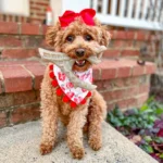 maiseyjane21-Spunky-Pup-Dog-Toys