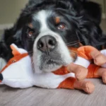river.rose_.berner-Spunky-Pup-Dog-Toys5