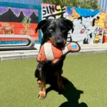 skydogstraining-Spunky-Pup-Dog-Toys1_56a0ab4f-fc72-45f1-ba3f-2508fd721fb9